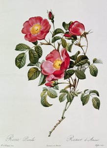 Les Roses de Thory. Rosa Pumilia door Pierre Joseph Redouté